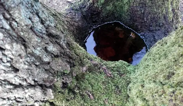 Дерево колодец для глубокого снега безопасность