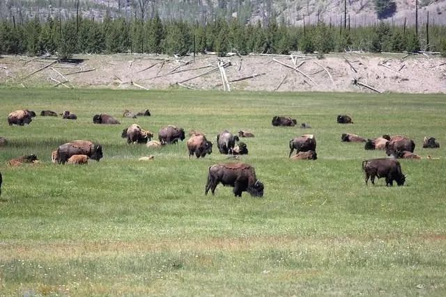 Приключенческое слово недели: американский бизон