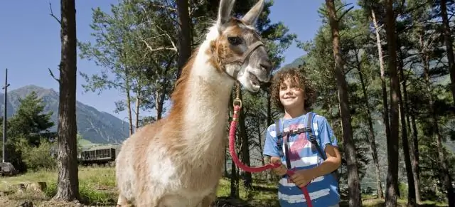 Путешественник умер, путешествуя по дикому автобусу