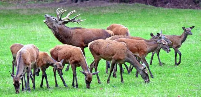 Обновление: тело альпиниста обнаружено на горе Сент-Хеленс