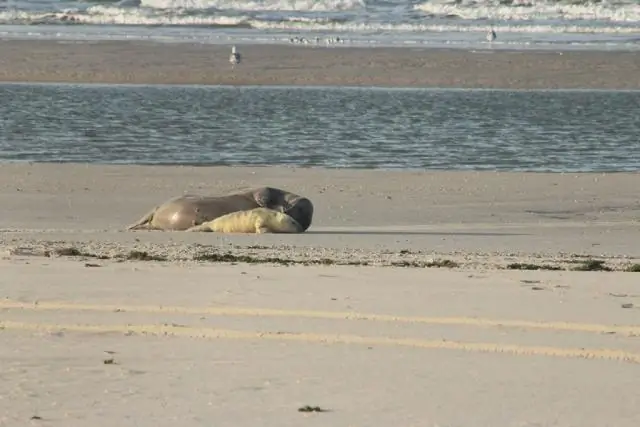 Смерть в начале сезона на Аконкагуа