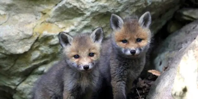 Включите свою лавинную безопасность