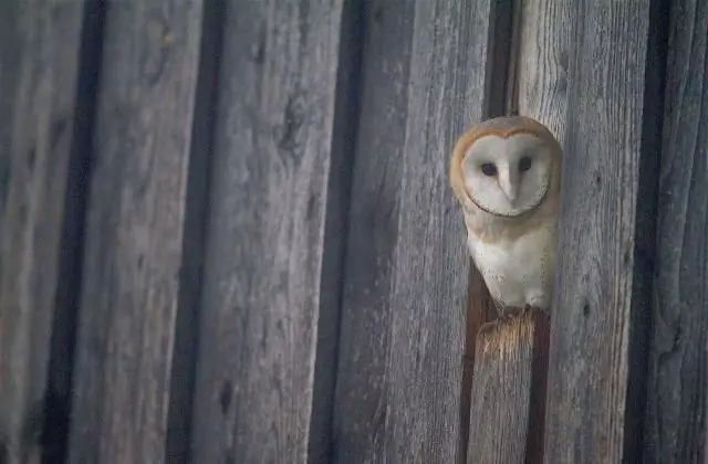 Погоня за духами