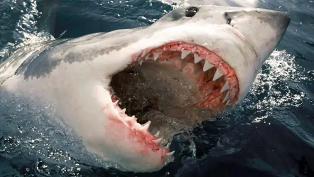 Видео: Косатка убивает большую белую акулу