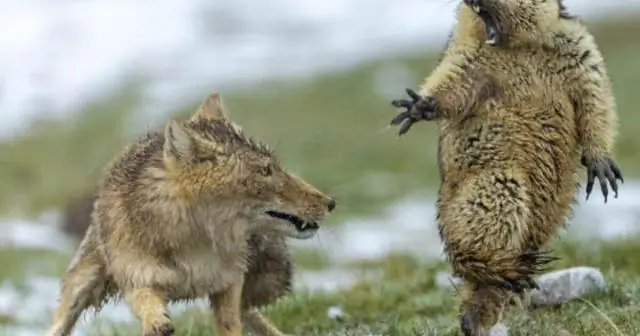 Лучшие уничтожения больших волн года