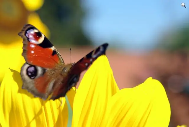 Летающие свиньи и пингвины на 51 градусе южной широты