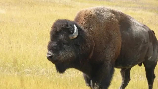 Бизон обвиняет детей в Йеллоустоне, а взрослые смеются