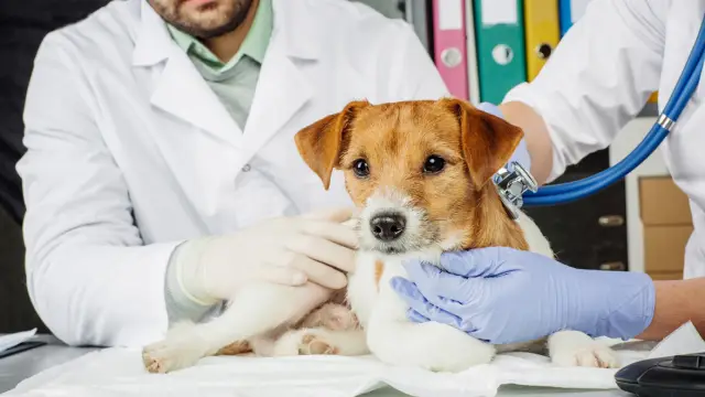 По сообщениям, 9 погибших, по крайней мере, 6 считаются пропавшими без вести на Манаслу