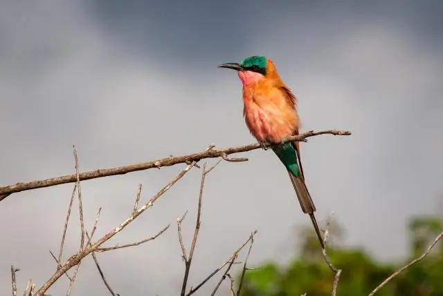 Леопард сбивает импалу в воздухе