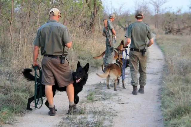 Попытка остановить незаконную торговлю рогом носорога