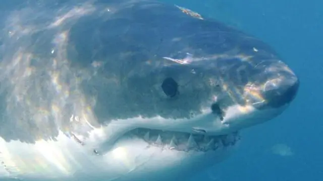 Как вы можете отслеживать больших белых акул на своем телефоне