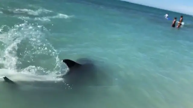 Запутавшийся дельфин приближается к водолазу и получает помощь