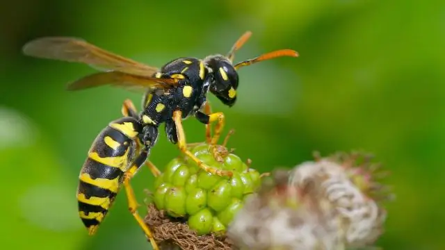 Скейтбординг - это не преступление