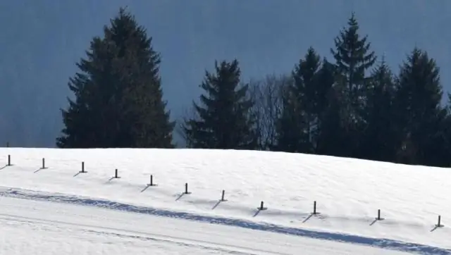 Лыжники испортили мне прогулки с собакой