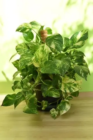 Оборудование для документального кино: что вам нужно