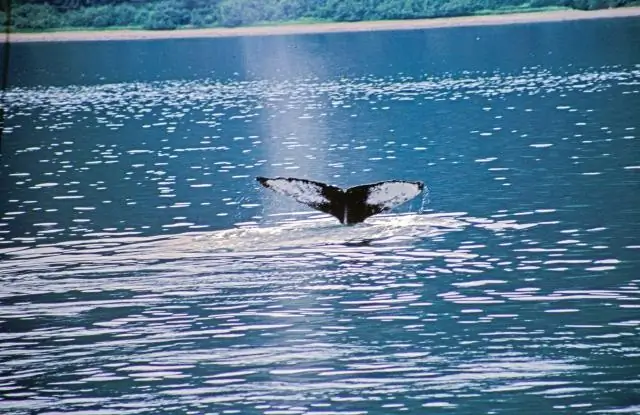 Подойдет ли установка такого снаряжения на Денали и Ренье?