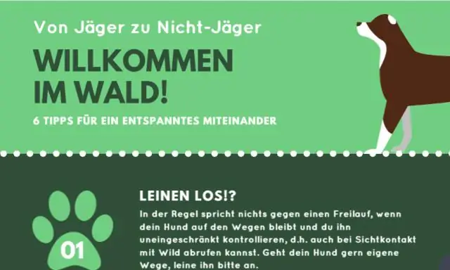 Нужно ли мне специальное снаряжение для кемпинга с собакой?