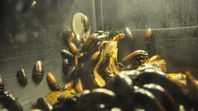 Есть идеи, как убрать клещей из моего рюкзака?