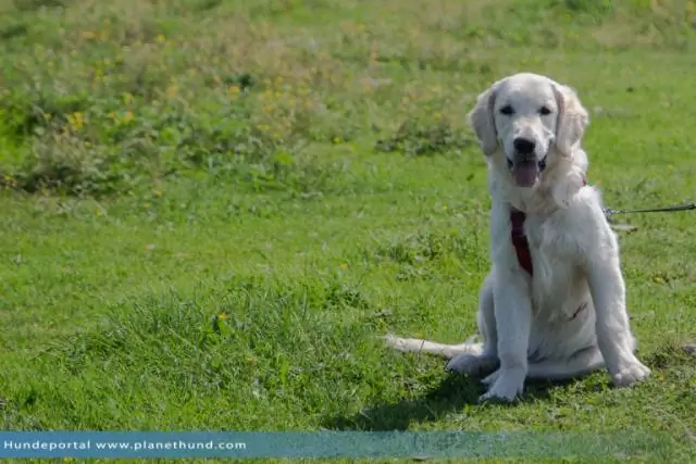 Какое походное снаряжение мне следует использовать после замены бедра?