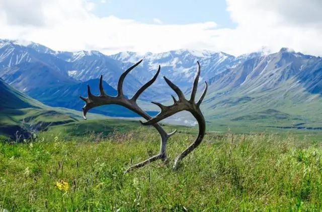 Нужны ли мне пластиковые ботинки для восхождения на гору Уитни?