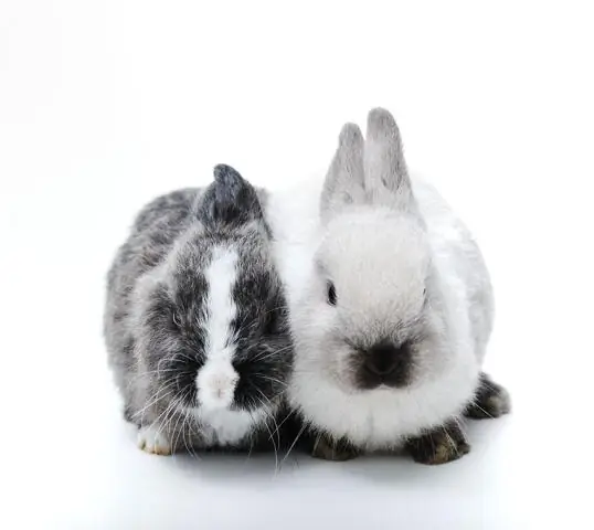 Есть ли в пустыне место для мобильных телефонов и iPod?