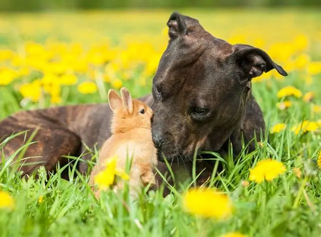 Что вы думаете о рюкзаках с раздельными системами подвески?