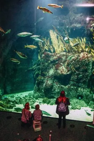 Могу ли я использовать походную палку вместо ледоруба?