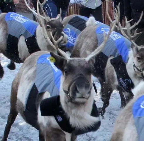 Установление рекорда Iditarod Trail