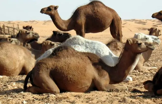 Бегущий Тунис: финиш