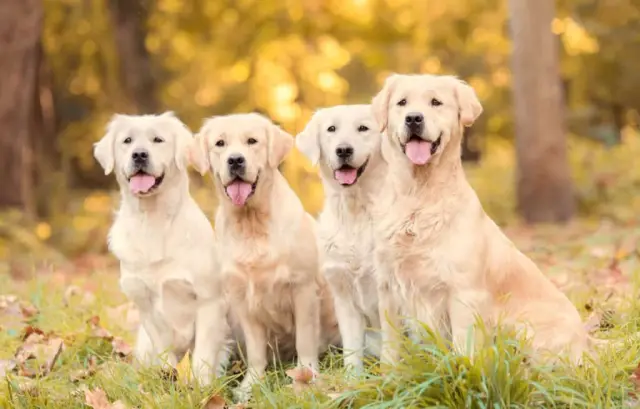 Какова продолжительность жизни пухового спального мешка?