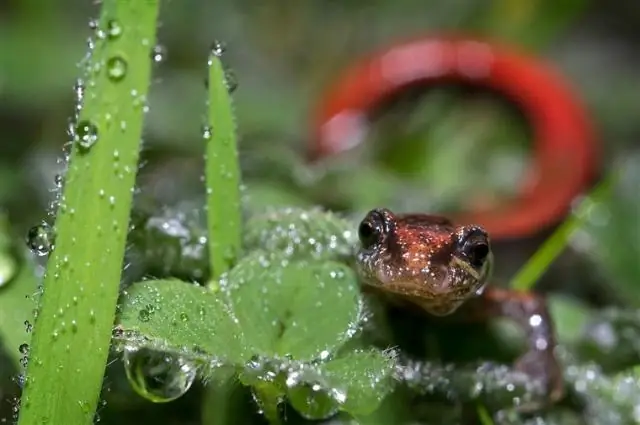 Крысы Альстера чисты для праздника