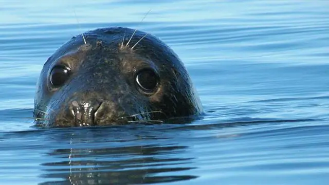 Буллимору снова не повезло