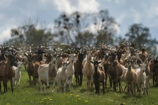 Ураган на Мазурах