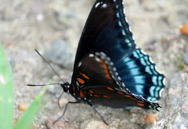 Шкиперы могут надеяться