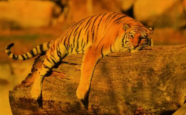 Наблюдательный совет обновлен