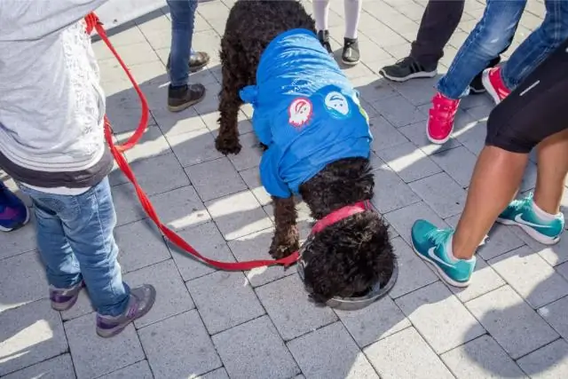 Дэвид К-Challenge переворачивает Голиафа Алинги