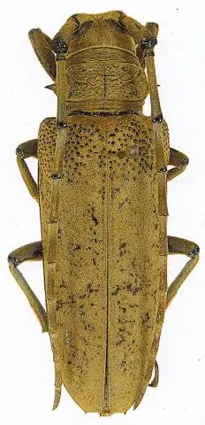 Гилмор для Малайзии?