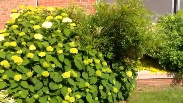 Куст Троицы принадлежит молодежи