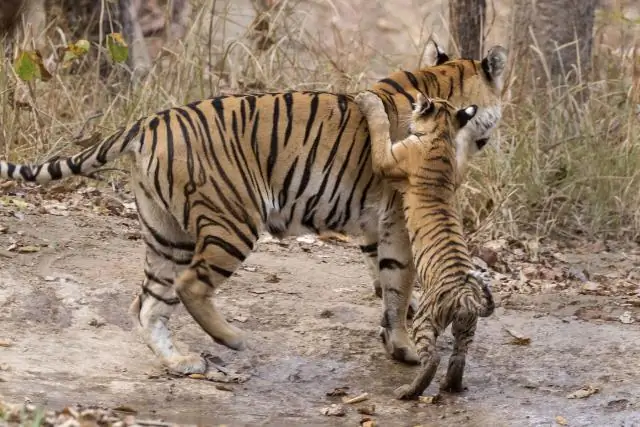 Вокруг в одиночестве: это сложно
