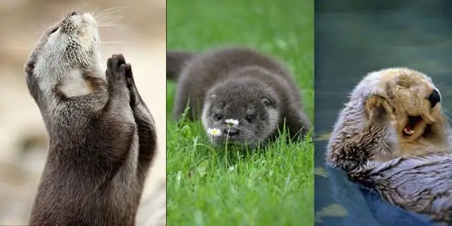 Чемпион Европы по IMS "Data Communication"