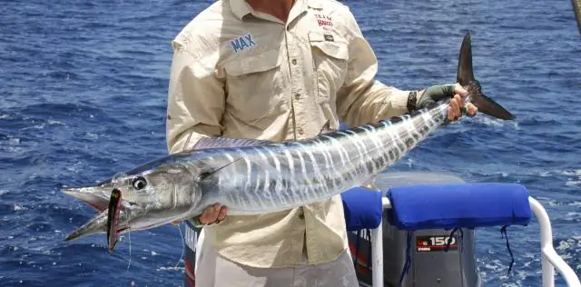 Скумбрия скоростная