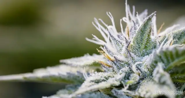 Штамм: "Ой, но я не буду тебя ждать"