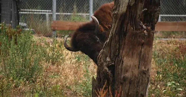 Далтон ищет свою килевую бомбу